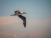 cbpp_20121011_boobies-074-edit