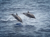 cbpp_20121013_dolphins-009-edit