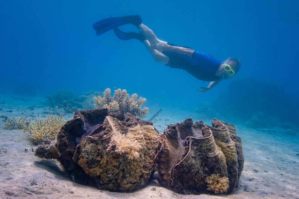 grant writer encounters giant clam
