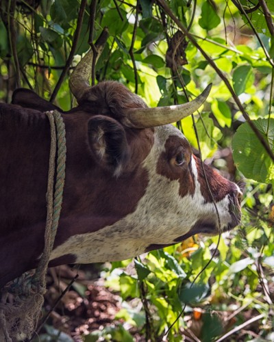 Cow Tethered to Tree