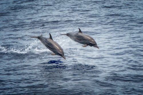Two Dolphin s