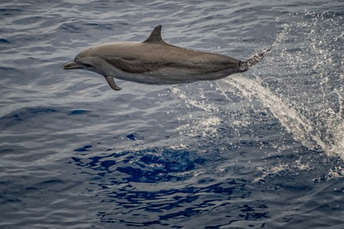 Energetic Dolphin