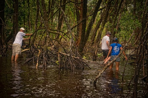 Hike Through the Mangroves