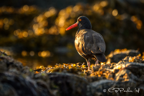 Oystercatcher and sea wrack at sunset, Boat Bay