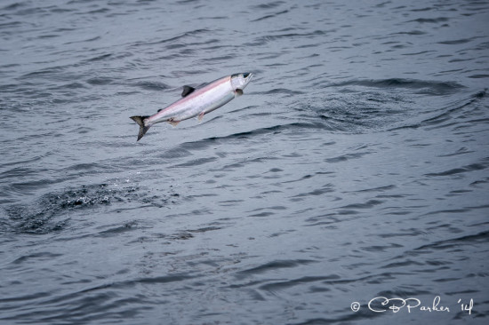 Salmon jumping, Johnstone Strait