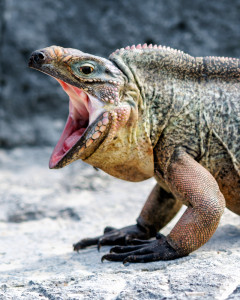 Yawn - Bitter Iguana Cay, Exuma, Bahamas 2015